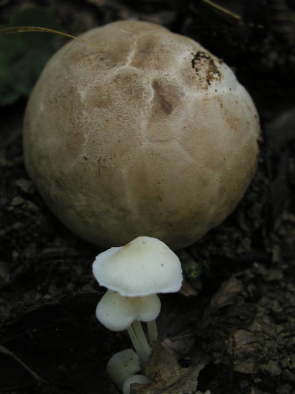 Clathrus cancellatus